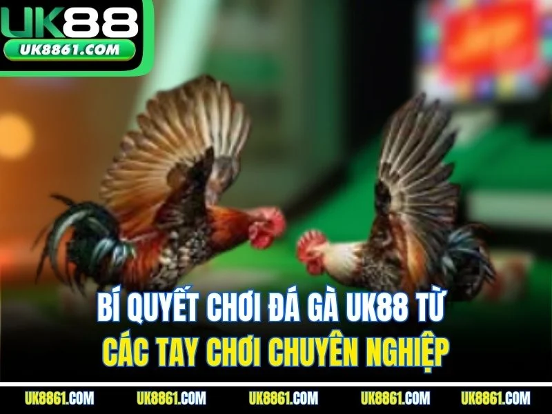 Bí quyết chơi đá gà UK88 từ các tay chơi chuyên nghiệp