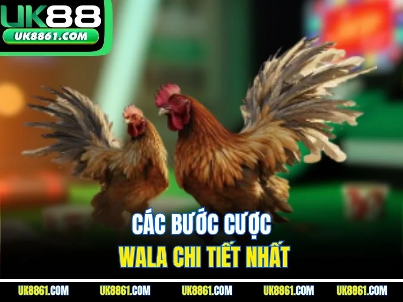 Các bước cược Wala chi tiết nhất