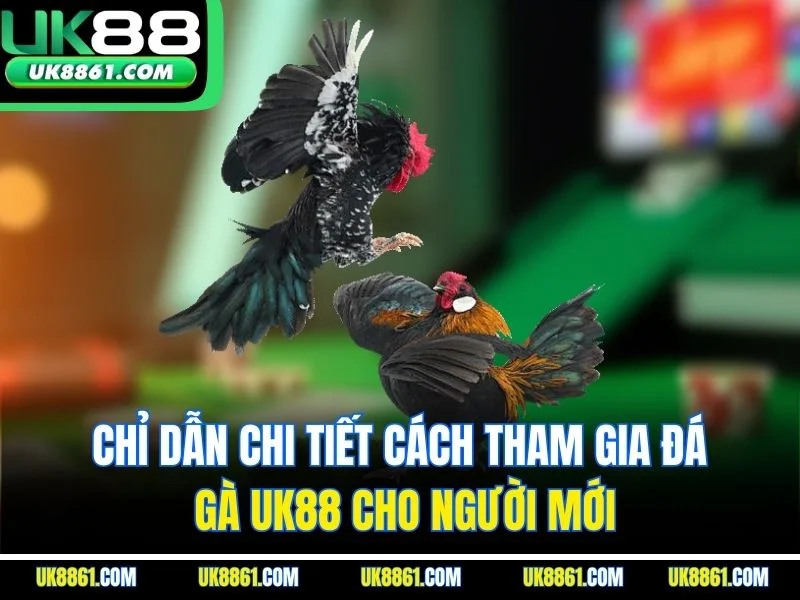 Chỉ dẫn chi tiết cách tham gia đá gà UK88 cho người mới