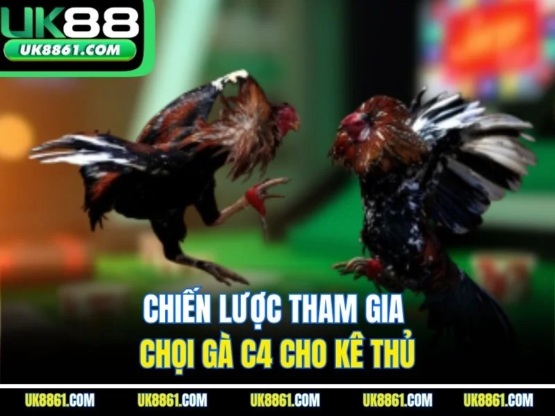 Chiến lược tham gia chọi gà C4 cho kê thủ